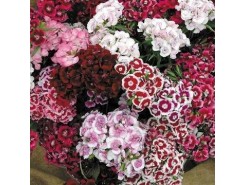 Dianthus barbatus 'Sweet William'