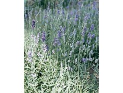 Lavendula 'Munstead Strain' - 3 plants for $12.24