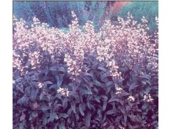 Penstemon digitalis 'Husker Red'