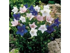 Platycodon grandiflorus 'Mixed hybrids' - 3 plants for $12.24