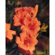 Hemerocallis 'Bertie Ferris' - 3 plants for $14.58