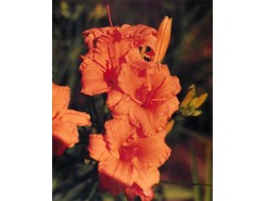 Hemerocallis 'Bertie Ferris' - 3 plants for $14.58