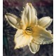 Hemerocallis 'Dewey Fresh'  - 3 plants for $12.96