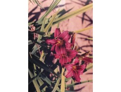 Hemerocallis 'Eenie FanFare' - 3 plants for $19.80