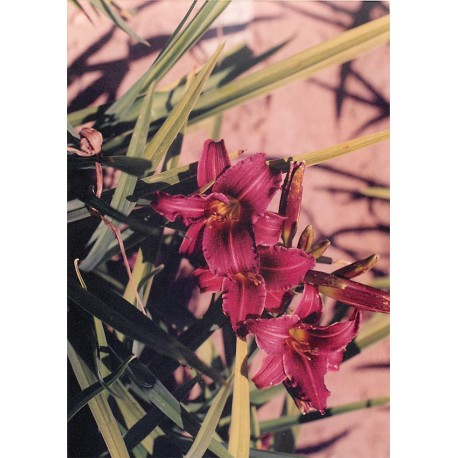 Hemerocallis 'Eenie FanFare' - 3 plants for $19.80