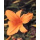 Hemerocallis 'Golden Gate' - 3 plants for $14.40