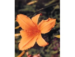 Hemerocallis 'Golden Gate' - 3 plants for $14.40