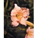 Hemerocallis 'Lullaby Baby' - 3 plants for $15.12