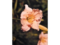 Hemerocallis 'Lullaby Baby' - 3 plants for $15.12
