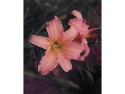 Hemerocallis 'Luxury Lace' - 3 plants for $13.32