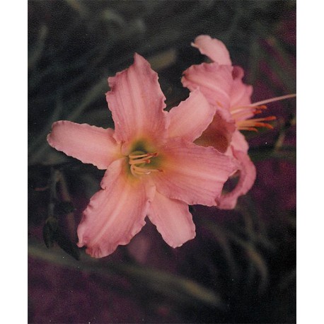 Hemerocallis 'Luxury Lace' - 3 plants for $13.32