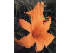 Hemerocallis 'Orange Monarch' - 3 plants for $11.16