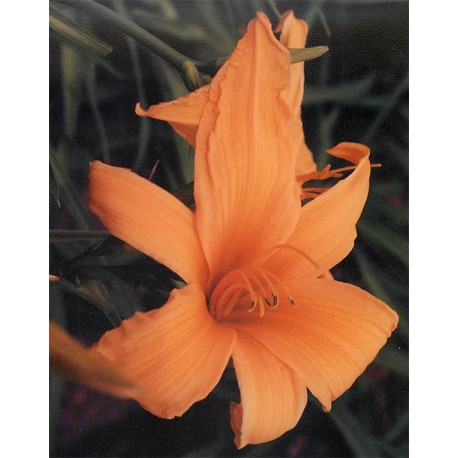 Hemerocallis 'Orange Monarch' - 3 plants for $11.16