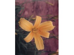 Hemerocallis 'Skylark' - 3 plants for $11.52