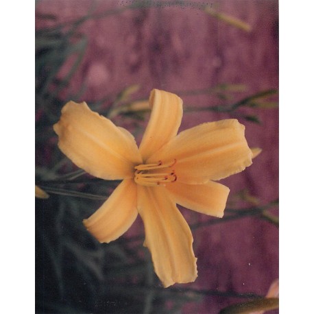 Hemerocallis 'Skylark' - 3 plants for $11.52