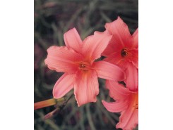 Hemerocallis 'Orange Surprise' - 3 plants for $10.98