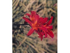 Hemerocallis 'Sammy Russell' - 3 plants for $11.52