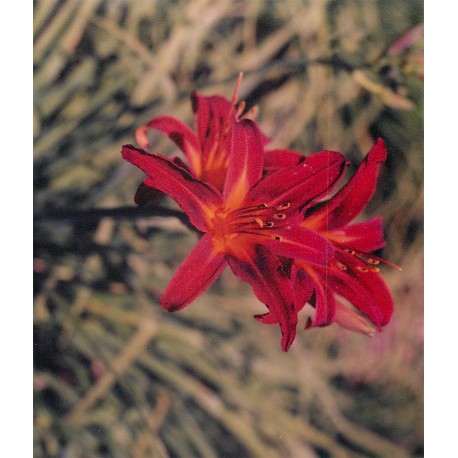 Hemerocallis 'Sammy Russell' - 3 plants for $11.52