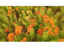 Asclepias 'Gay Butterfly'  - 3 plants for $24.30