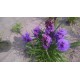 Liatris spicata 'Kobold' (goblin) - 3 plants for $16.92