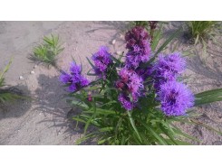 Liatris spicata 'Kobold' (goblin) - 3 plants for $16.92