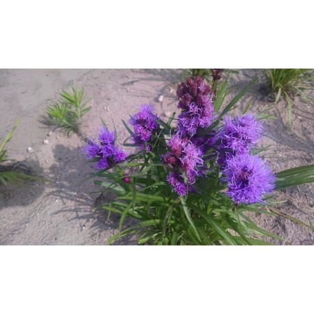 Liatris spicata 'Kobold' (goblin) - 3 plants for $16.92