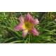 Hemerocallis 'Bama Music' - 3 plants for $16.02