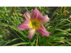 Hemerocallis 'Bama Music' - 3 plants for $16.02