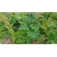 Rhubarb 'Glaskins Perpetual' - 6 plants for $23.40