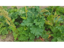 Rhubarb 'Glaskins Perpetual' - 6 plants for $23.40
