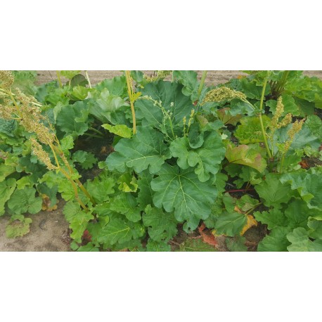 Rhubarb 'Glaskins Perpetual' - 6 plants for $23.40