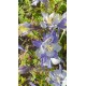 Aquilegia 'Blue Shades' - 3 plants for $11.59