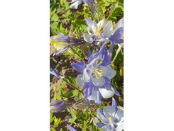 Aquilegia 'Blue Shades' - 3 plants for $11.59