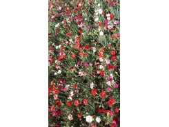 Carnation 'Grenadin'