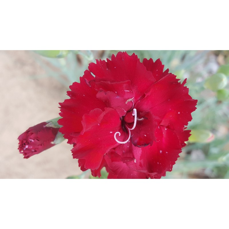 Carnation Grenadin 3 Plants For 9 00 Walters Nursery Carnation Grenadin