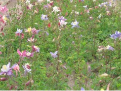 Aquilegia 'McKana' - 3 plants for $11.59