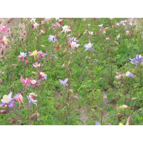 Aquilegia 'McKana'