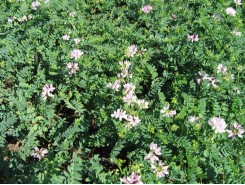 Coronilla varia (Crownvetch)