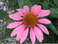 Echinacea 'Purpurea' (Coneflower)