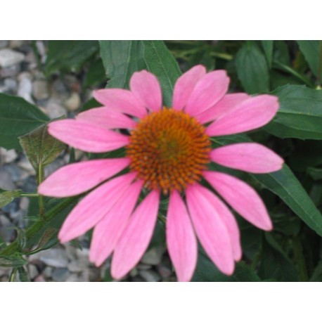 Echinacea 'Purpurea' (Coneflower)