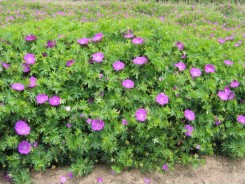 Geranium 'sanguineum' - 3 plants for $10.80