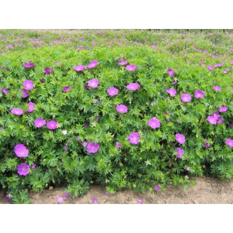 Geranium 'sanguineum'