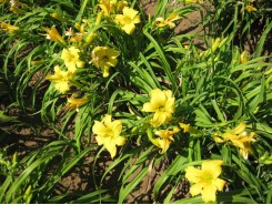 Hemerocallis 'Eenie Weenie' - 3 plants for $19.80