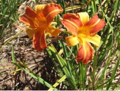 Hemerocallis 'Frans Hals' - 3 plants for $12.24