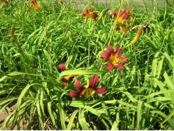 Hemerocallis 'Red Magic' - 3 plants for $11.52