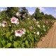 Hibiscus 'moscheutos'