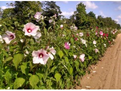 Hibiscus 'moscheutos' - 3 plants for $10.08