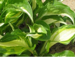 Hosta 'Undulata Variegata' - 3 plants for $13.14