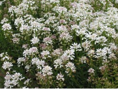 Iberis sempervirens 'Snowflake' (Candytuft)