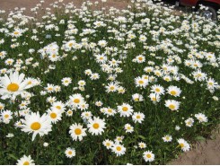 Leucanthemum superbum 'Alaska' 